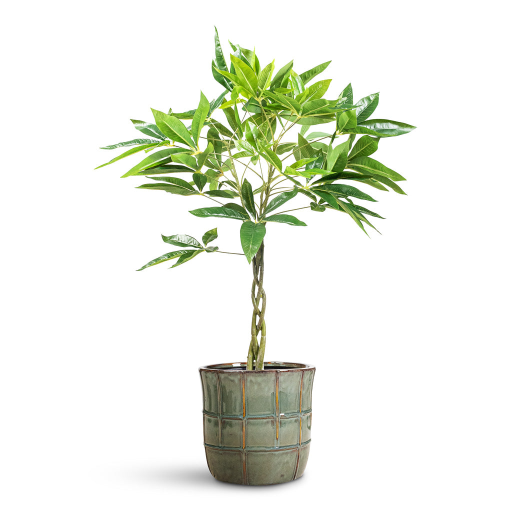 Pachira aquatica Braided Money Tree Artificial In Noemi Pot Sea Green 