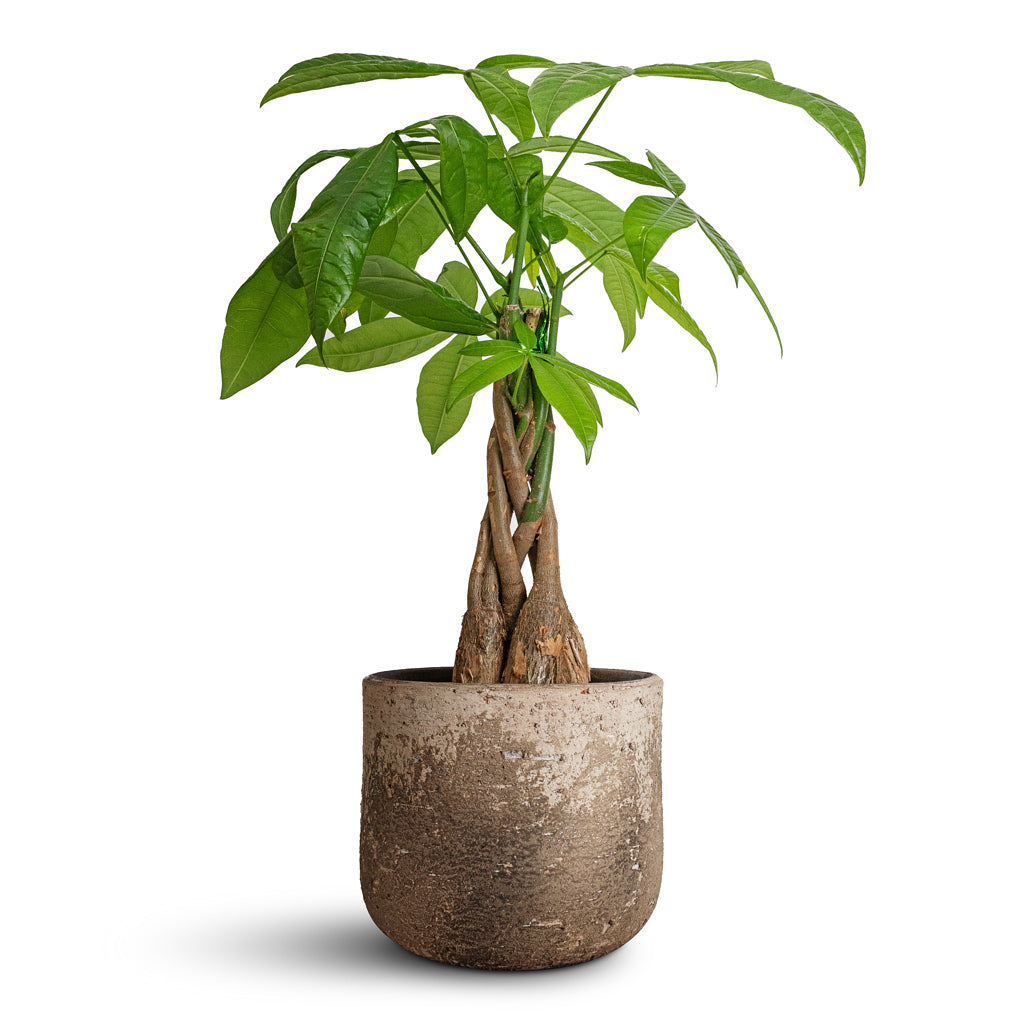 Pachira aquatica - Money Tree & Albero Plant Pot - Cement