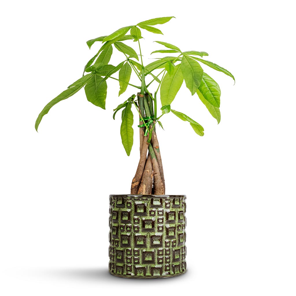 Pachira aquatica - Money Tree & Fiene Plant Pot - Green