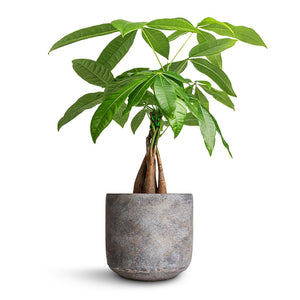 Pachira aquatica - Money Tree & Saar Plant Pot - Earth Cement