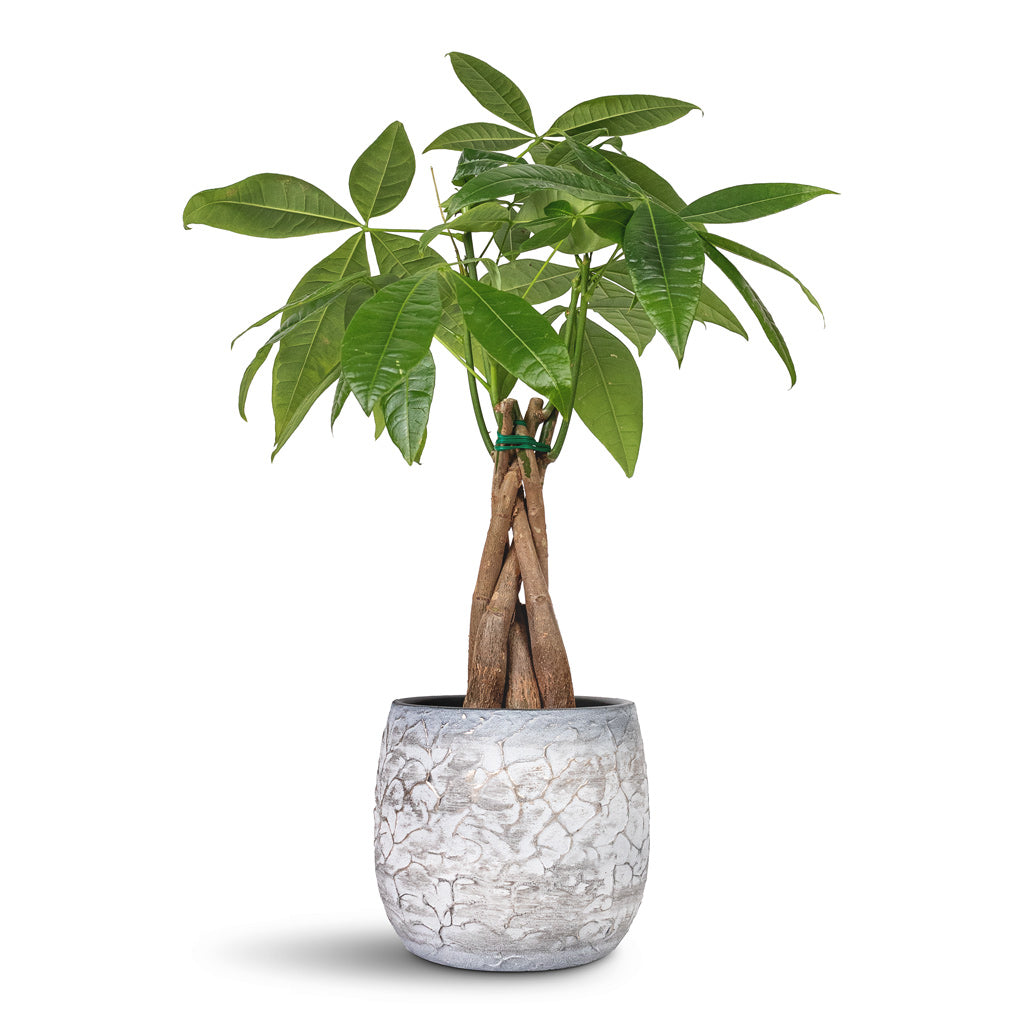 Pachira aquatica Money Tree 12x45cm In Evi Plant Pot Antique Silver - 15x13cm