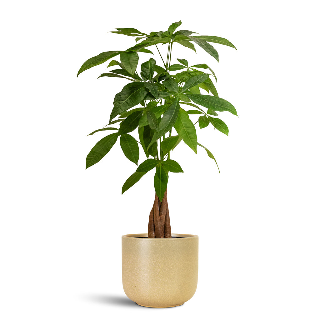 Pachira aquatica Money Tree 14x50cm house plant in Nine Pot Concrete 17x15cm