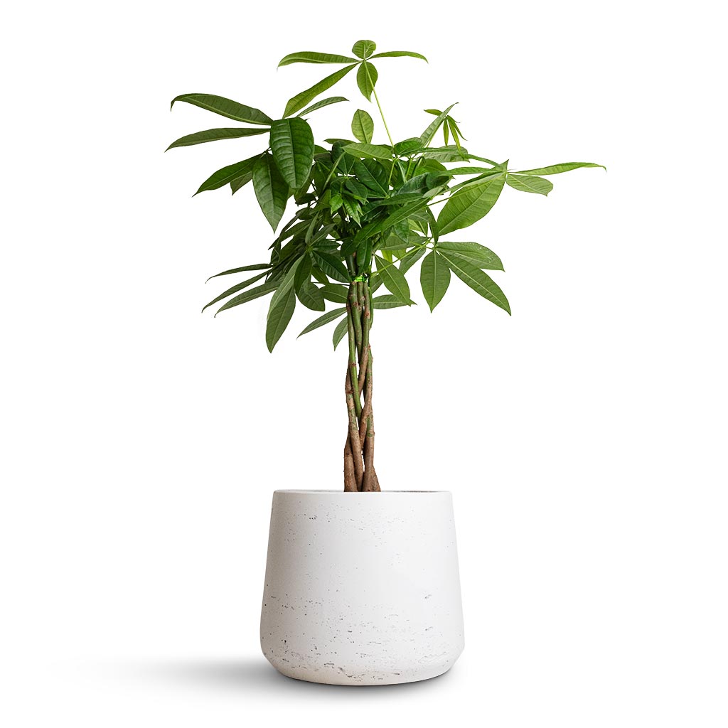Pachira aquatica - Money Tree & Patt Plant Pot - White Washed