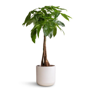 Pachira aquatica - Money Tree & Lisbon Plant Pot - White