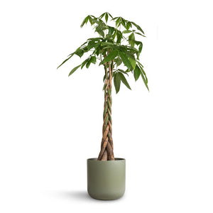 Pachira aquatica - Money Tree & Lisbon Plant Pot - Sage
