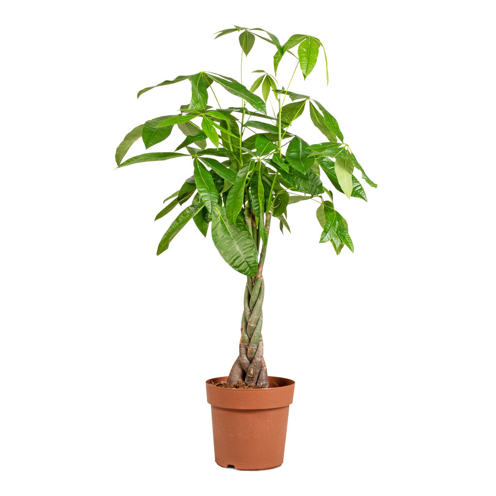 Pachira aquatica - Money Tree - Indoor Trees | Hortology - HORTOLOGY