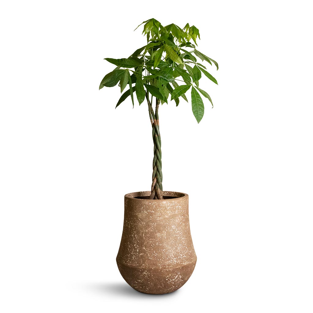 Pachira aquatica - Money Tree & Polystone Coated Darcy Planter - Rock