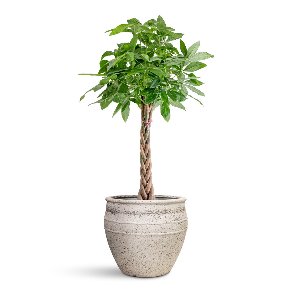 twisted money tree Pachira aquatica - Money Tree - Indoor Trees | Hortology