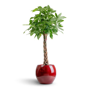 Cresta Plant Pot - Deep Red