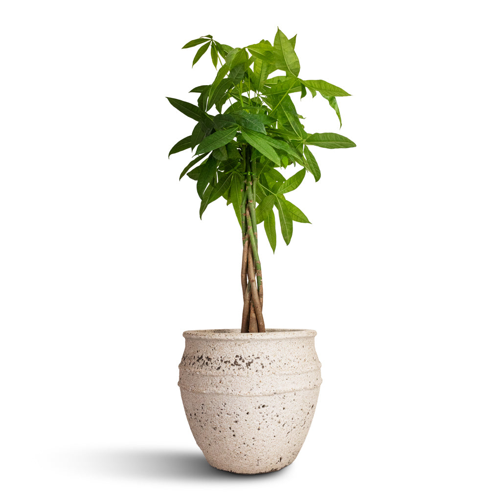 Pachira aquatica - Money Tree & Athena Mediterranean Planter - Chalk White