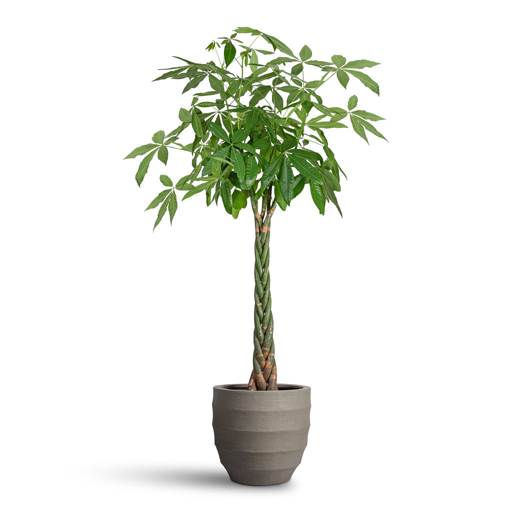 Pachira aquatica Money Tree - 35x180cm & Bordo New Egg Pot Planter Clay - 45x38cm