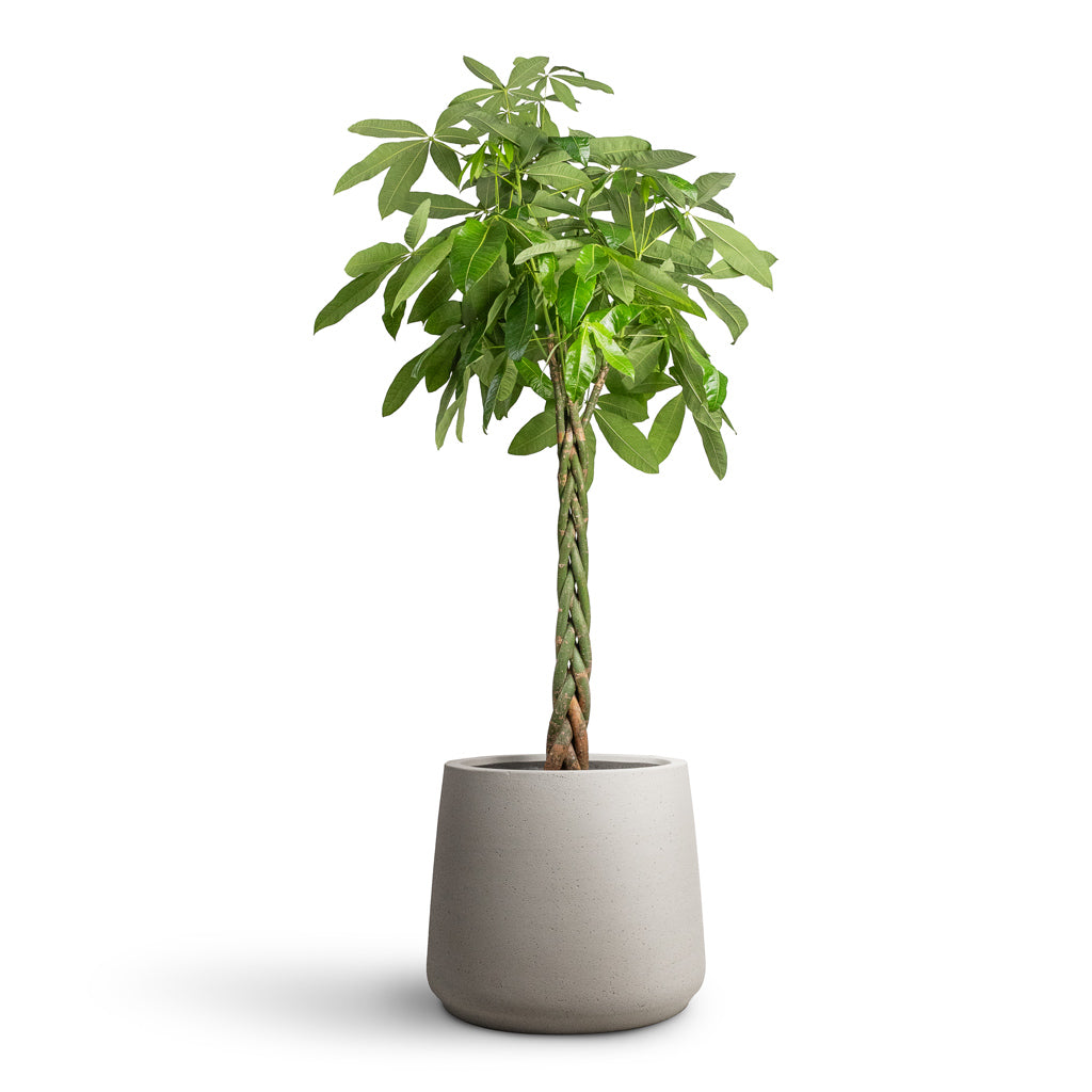 Pachira aquatica Money Tree -  35x180cm In Jumbo Patt Planter_ Stone Washed - 56x47cm