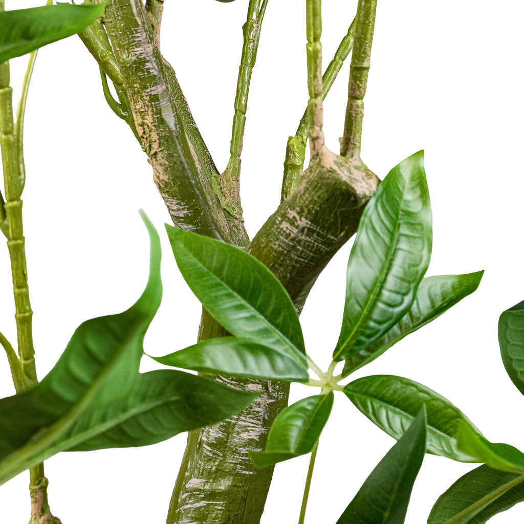 Pachira aquatica Money Tree Trunk & Leaves