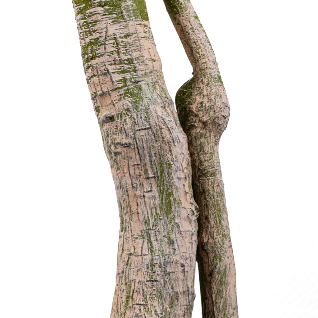 Pachira aquatica Money Tree Artificial Close Up 