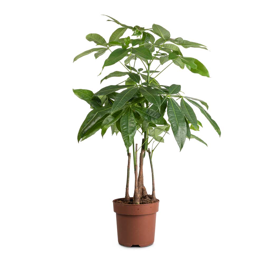 Pachira aquatica - Multi Stem - Money Tree - 17 x 65cm