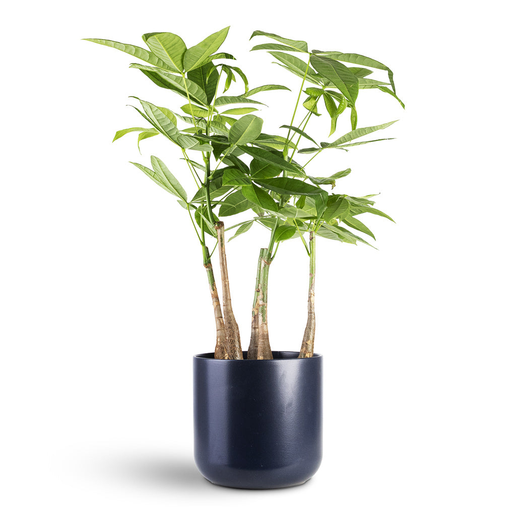 Pachira aquatica Multi Stem 17x65cm House Plant In Lisbon Pot French Navy 19x19cm
