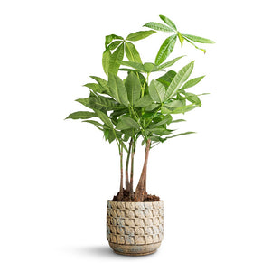 Pachira aquatica - Multi Stem - Money Tree & Jim Plant Pot - Shell