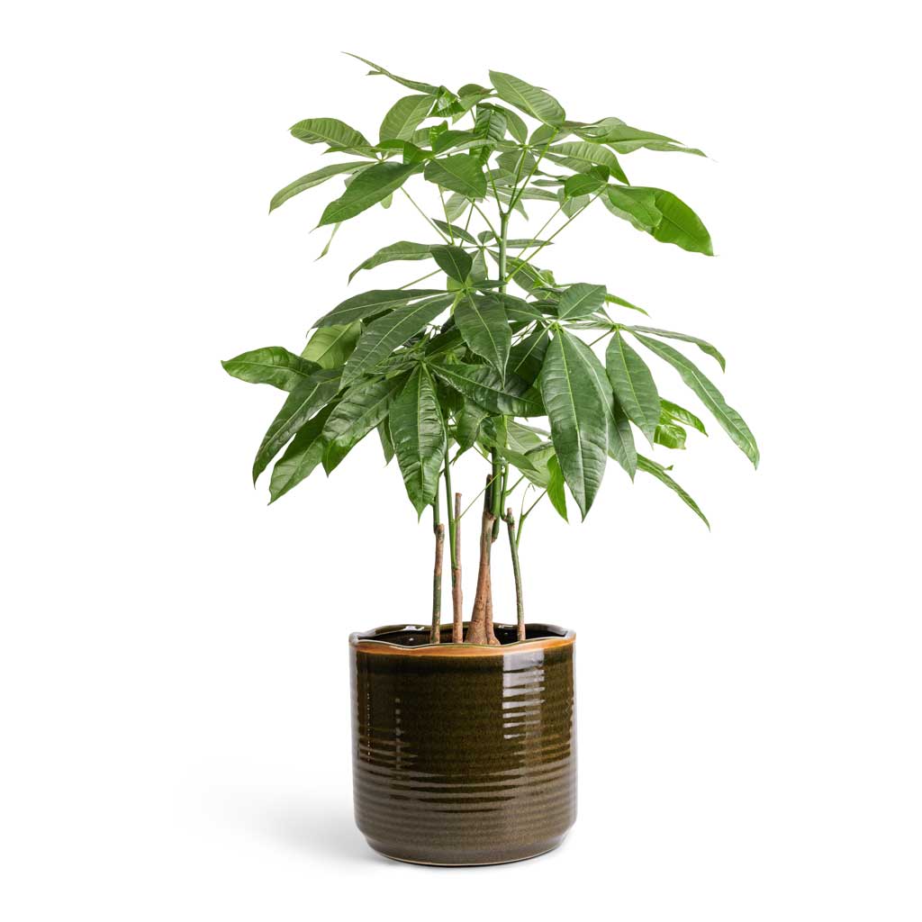 Pachira aquatica - Multi Stem - Money Tree & Jordy Plant Pot - Forest Green