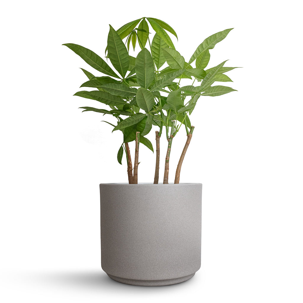 Pachira aquatica - Multi Stem - Money Tree & Leon Plant Pot - Cement