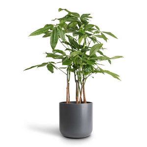 Pachira aquatica - Multi Stem - Money Tree & Lisbon Plant Pot - Charcoal