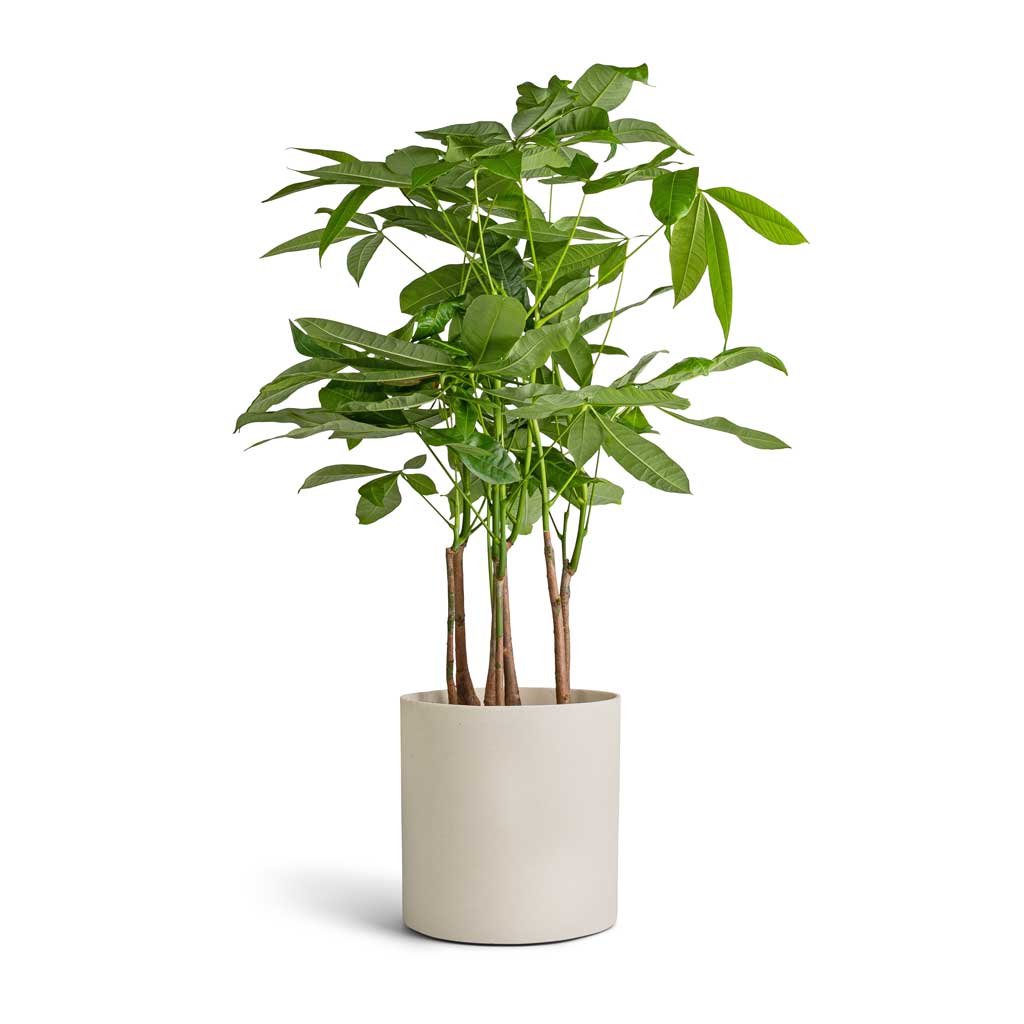 Pachira aquatica - Multi Stem - Money Tree & Puk Refined Planter - Natural White