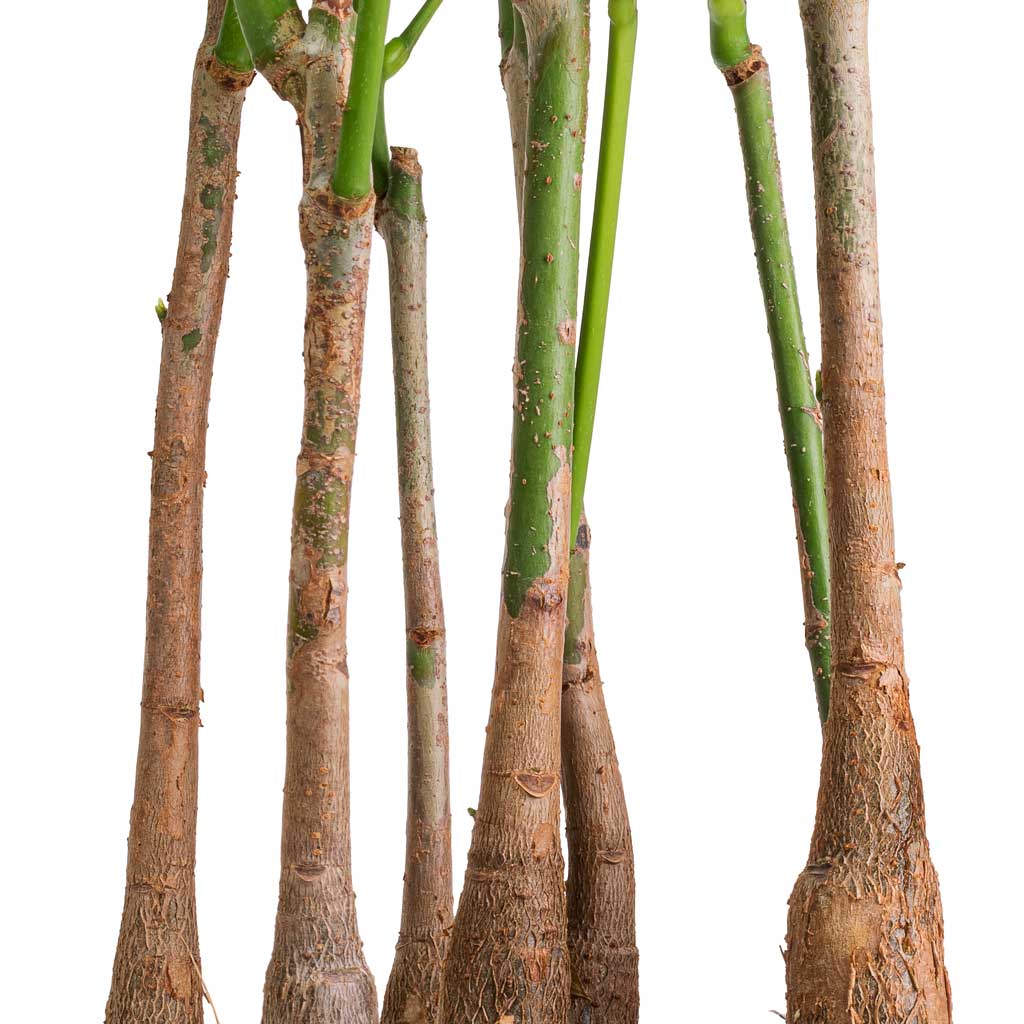 Pachira aquatica - Multi Stem - Money Tree & Puk Refined Planter - Natural White