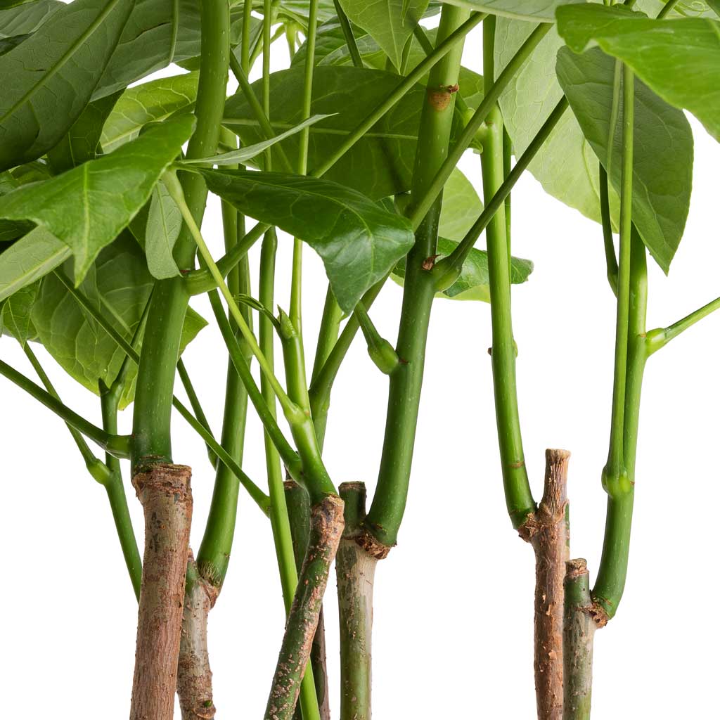Pachira aquatica - Multi Stem - Money Tree Green Stems