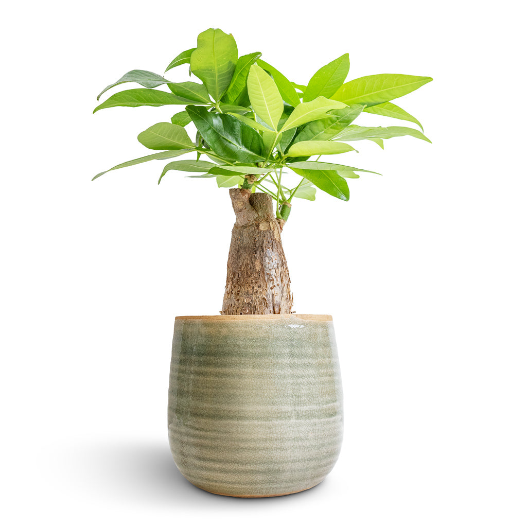 Pachira aquatica - Thick Trunk - Money Tree & Iris Plant Pot - Mint