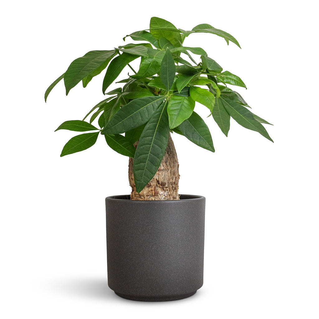 Pachira aquatica - Thick Trunk - Money Tree & Leon Plant Pot - Granite