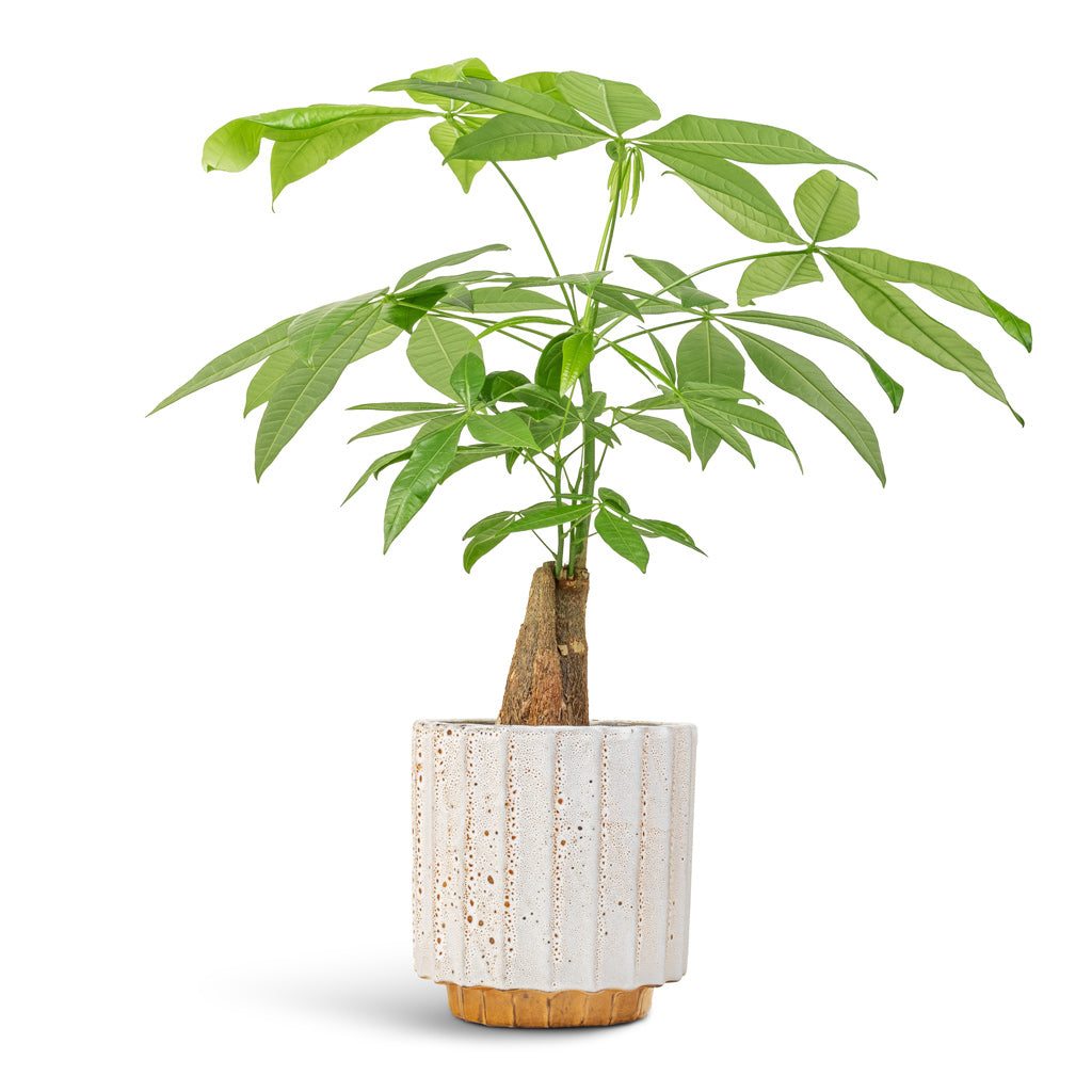 Pachira aquatica - Thick Trunk - Money Tree & Lugano Scalloped Plant Pot - Mustard