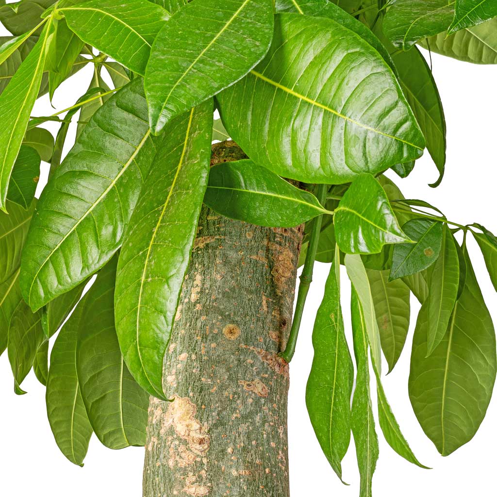 Pachira aquatica - Thick Trunk - Money Tree Stem & Leaves