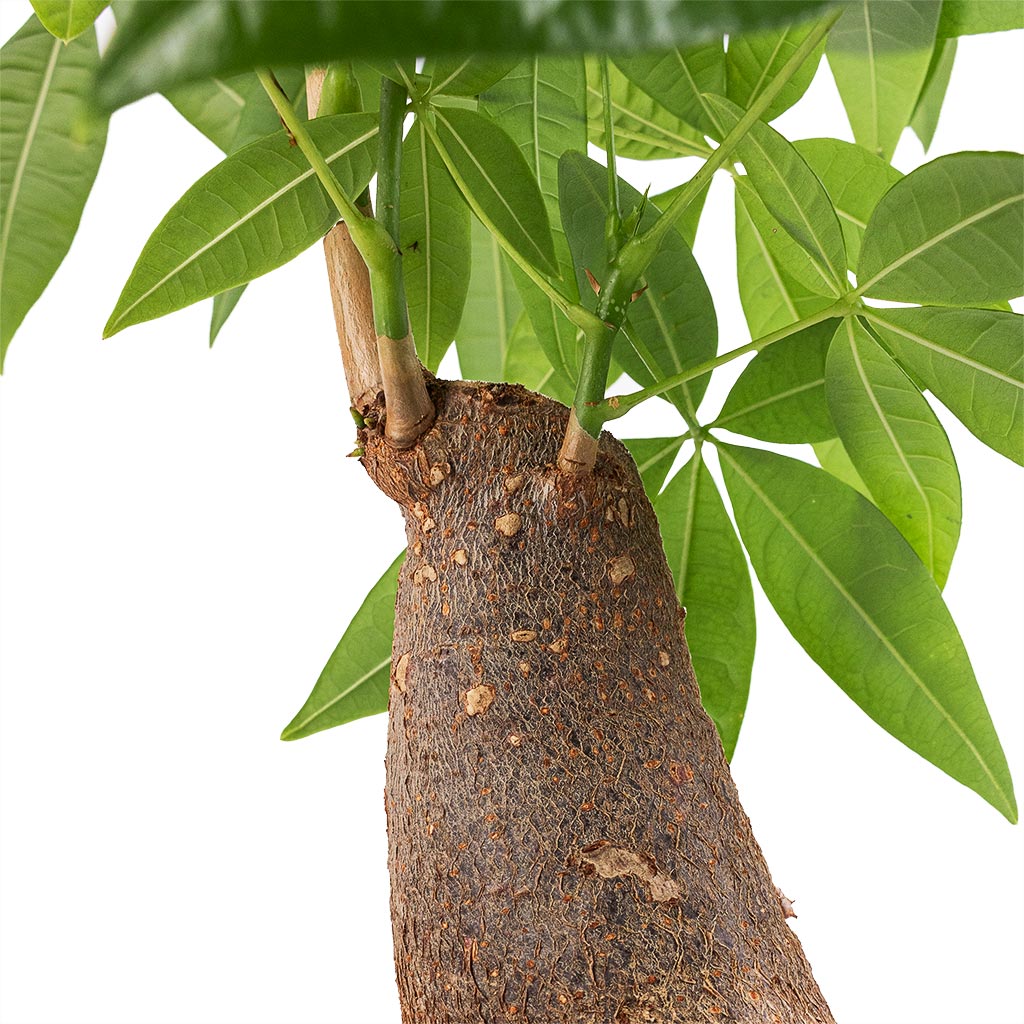 Pachira aquatica - Thick Trunk - Money Tree (Small) Stem & Leaves