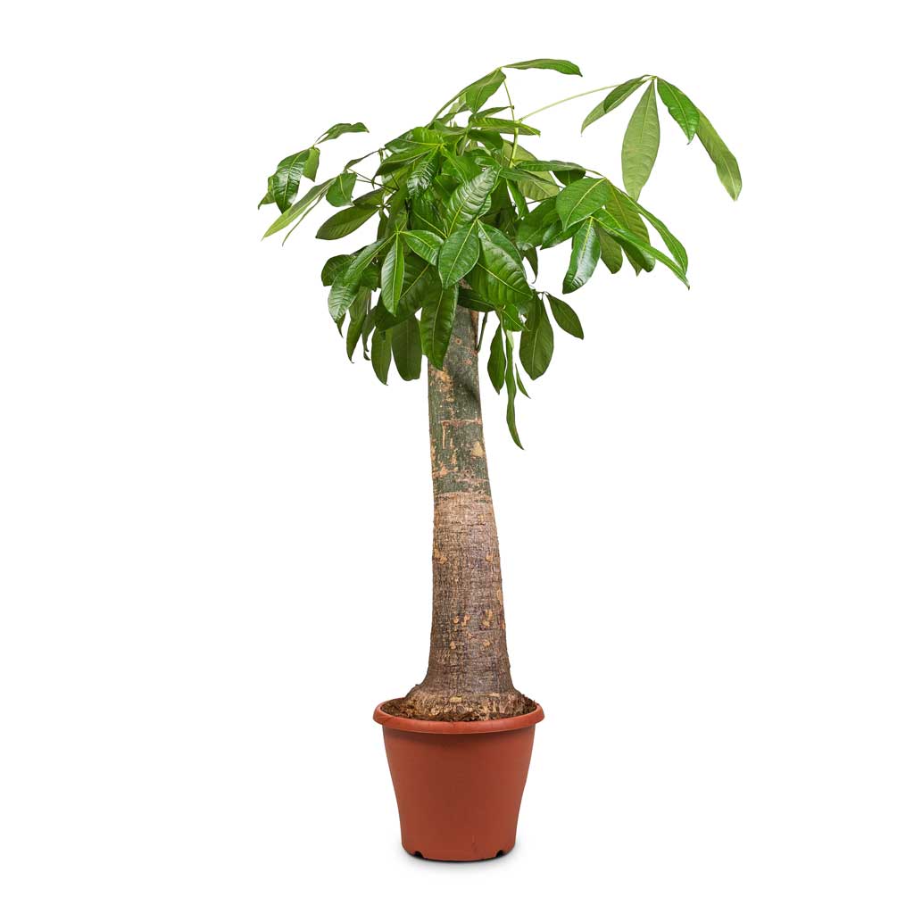 Retailer Thick Trunk Style Pachira Aquatica - 1 Plant - 2 to 3 Feet Tall - Ship in 3gal Pot