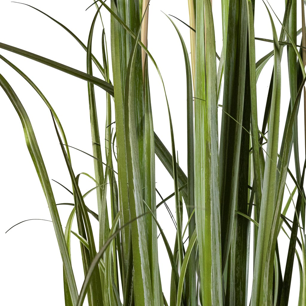 Pampas Grass Artificial Grass Close Up 