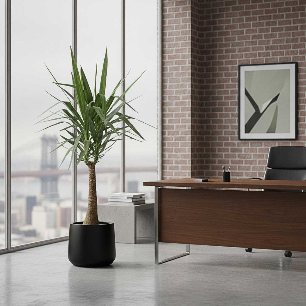 Yucca in Patt Natural Planter - Black