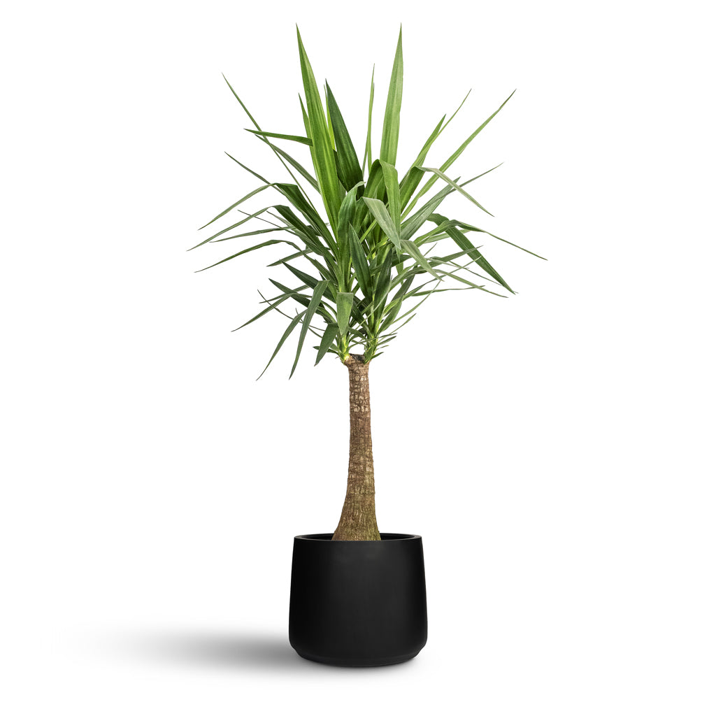 Patt Natural Planter - Large Plant Display