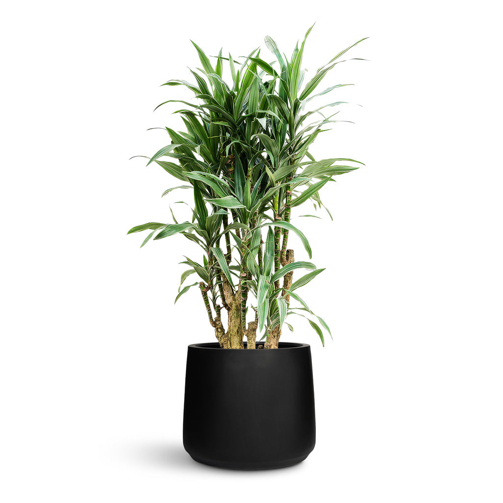 Patt Natural Planter - Large Plant Display