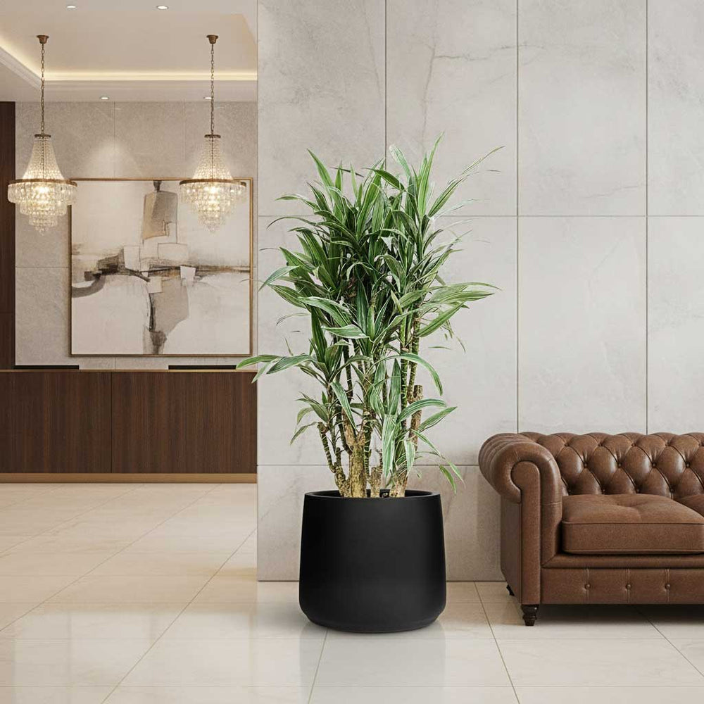 Dracaena Warneckii - Branched - HydroCare in Patt Natural Planter - Black - 55.5x46cm