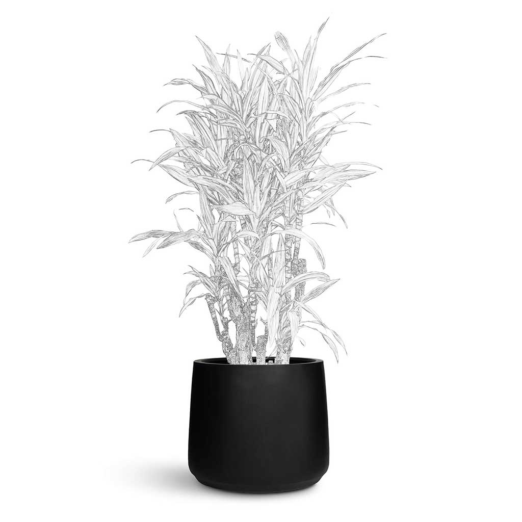 Patt Natural Planter - XL Plant Display