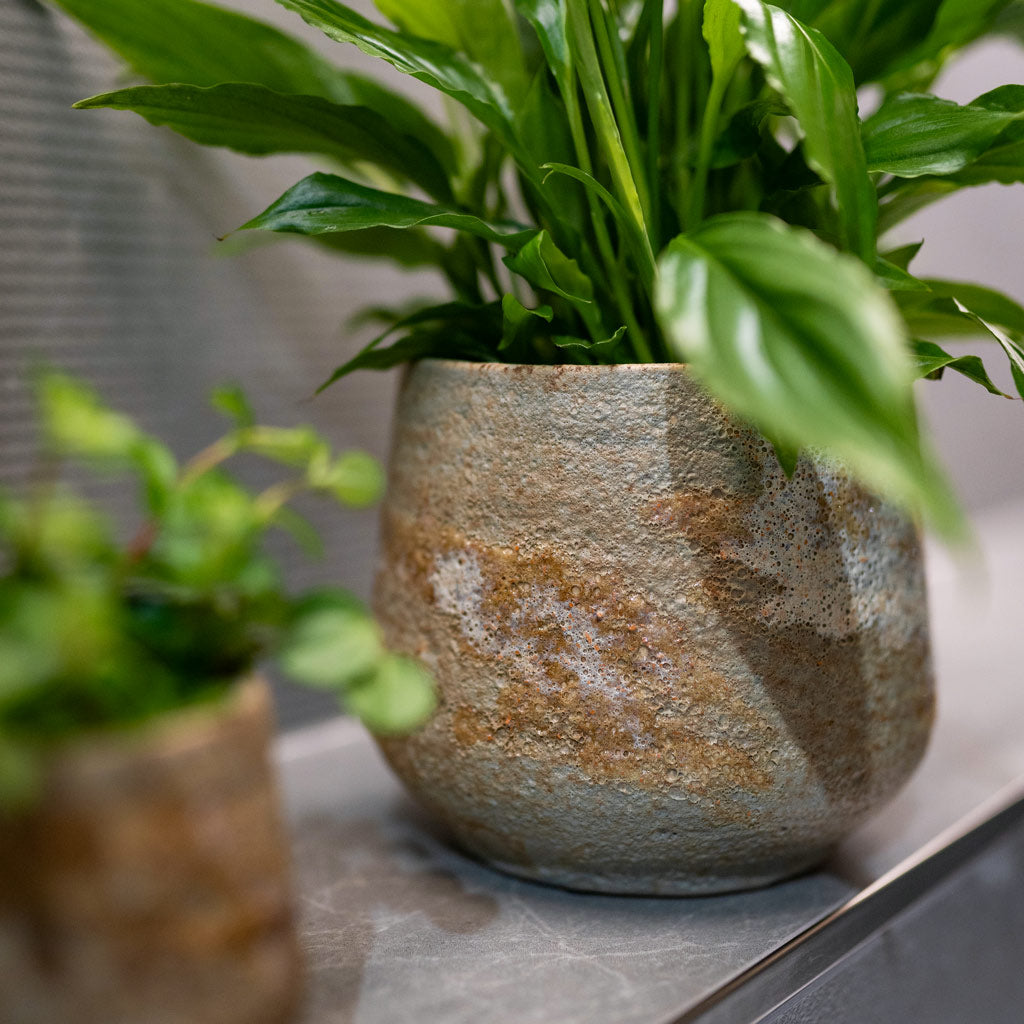 Peace Lily In Jelmer Mint Close Up 
