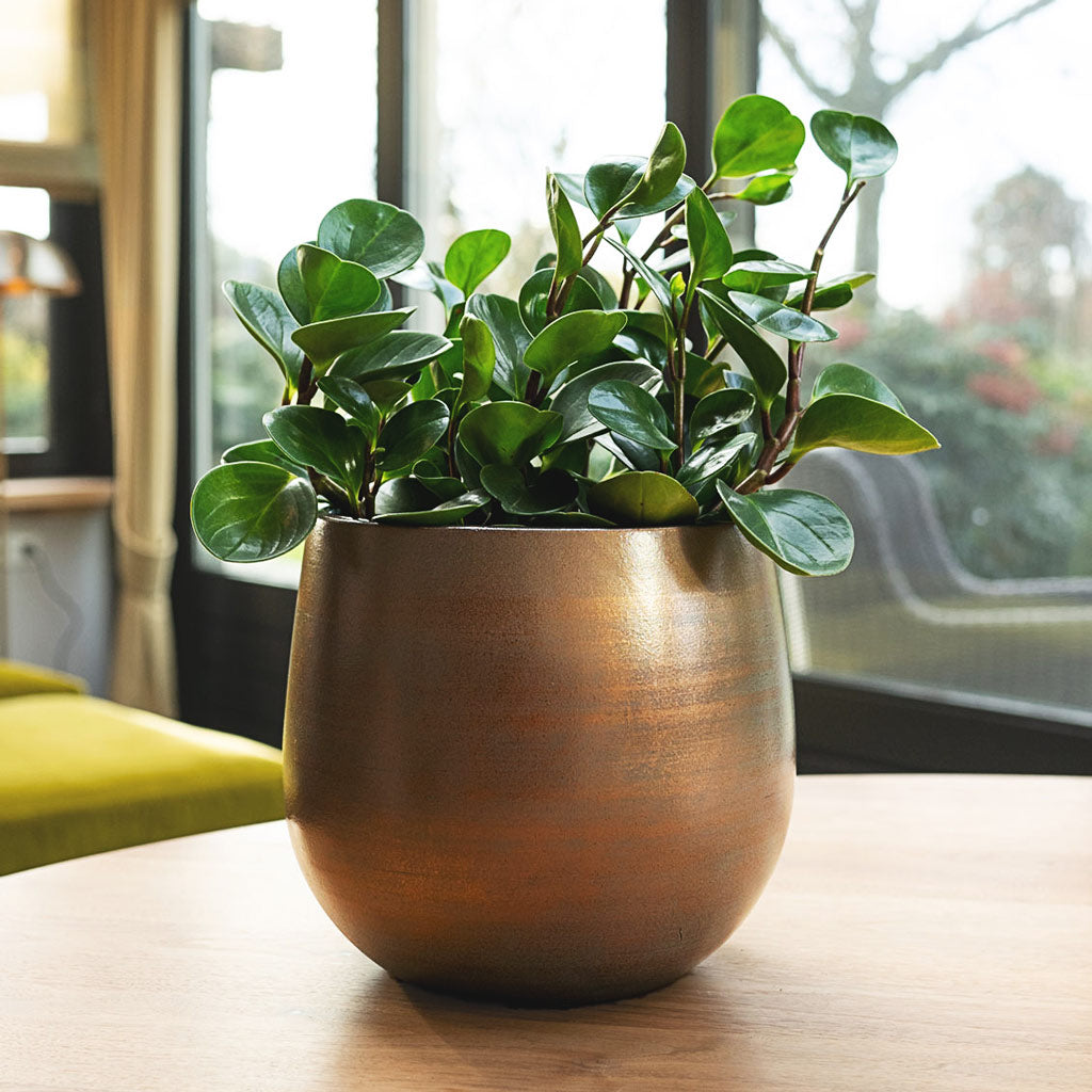 Esra Pot Champagne - 36x32cm