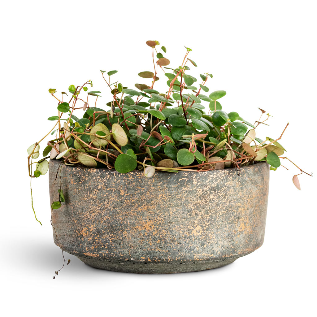 Peperomia Pepperspot String of Coins House Plant In Saar Bowl Earth Cement