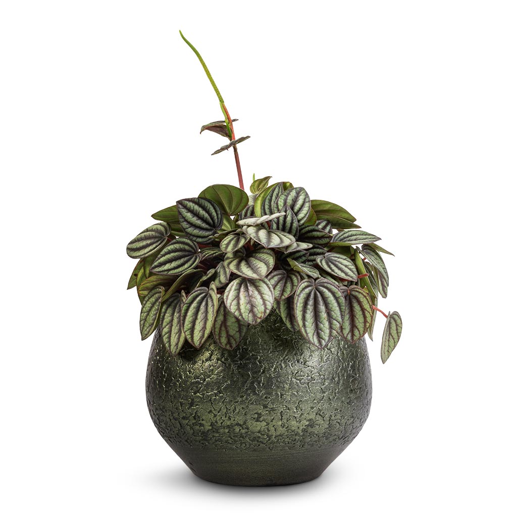 Peperomia Piccolo Banda &amp; Noor Plant Pot - Velvet Green