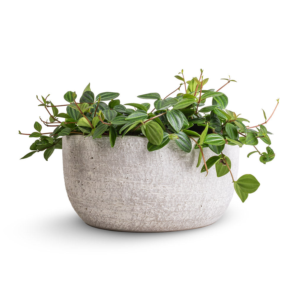 Peperomia angulata rocca scuro - Dark Green Beetle Radiator Plant & Cas Plant Bowl - Cool Grey