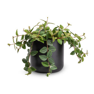 Peperomia angulata rocca scuro - Dark Green Beetle Radiator Plant & Lisbon Plant Pot - Anthracite