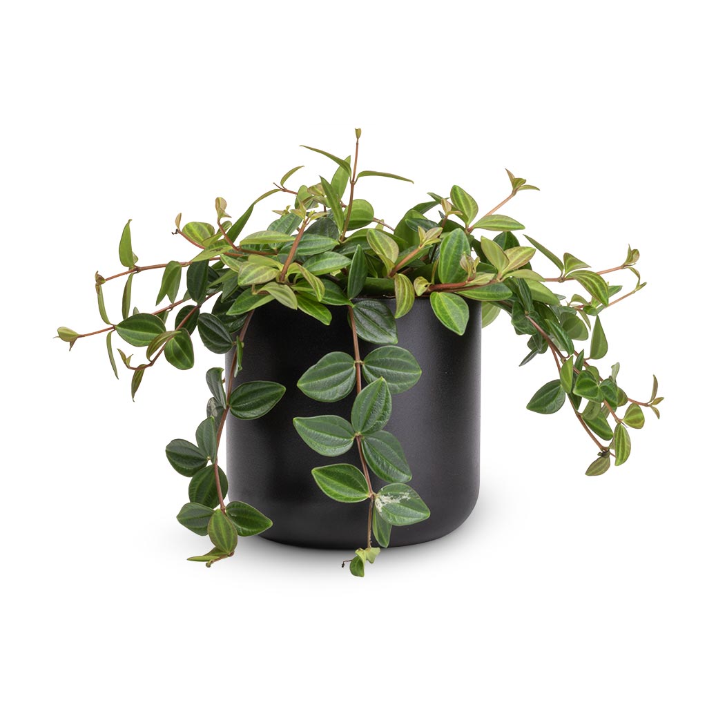 Peperomia angulata rocca scuro - Dark Green Beetle Radiator Plant & Lisbon Plant Pot - Anthracite