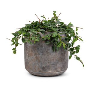 Peperomia angulata rocca scuro - Dark Green Beetle Radiator Plant & Saar Plant Pot - Earth Cement