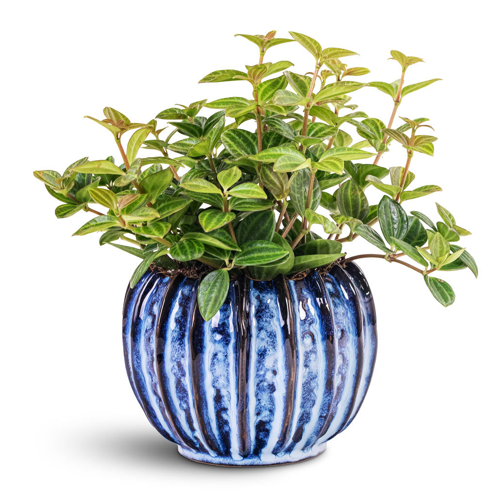 Peperomia angulata rocca scuro Dark green 11x15cm House Plant In Cassie Pot Kobalt 14x11cm