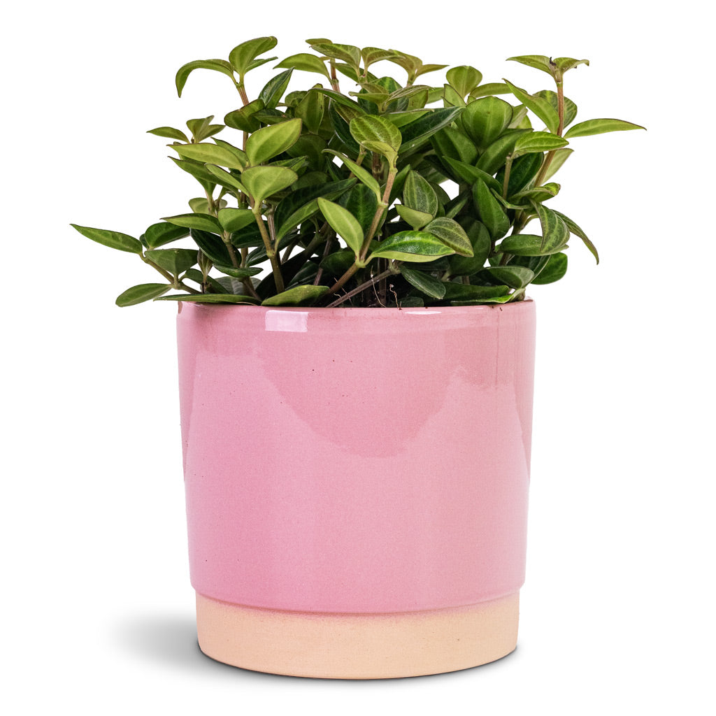 Peperomia angulata rocca scuro Dark green 11x15cm House Plant In Saske Pot Pastel Rose 12x11cm