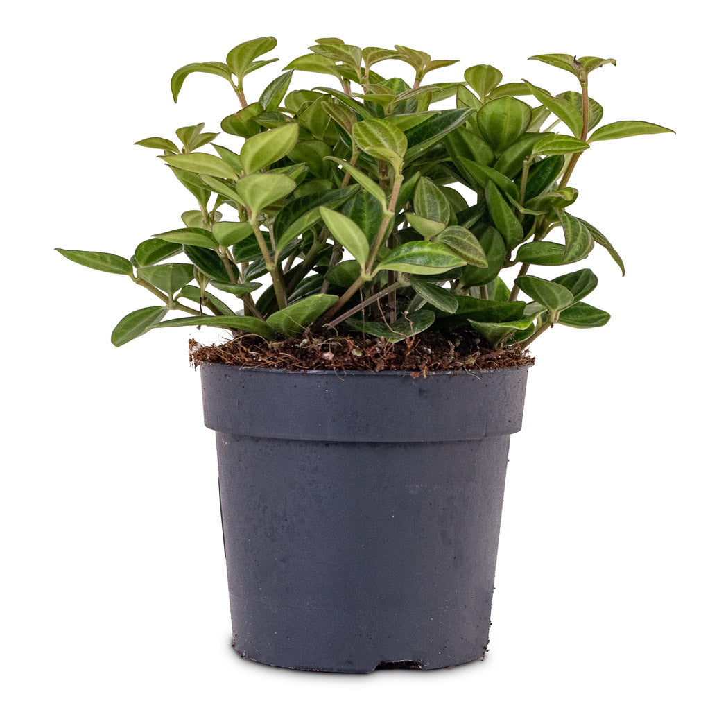 Peperomia angulata rocca scuro Dark green 11x15cm